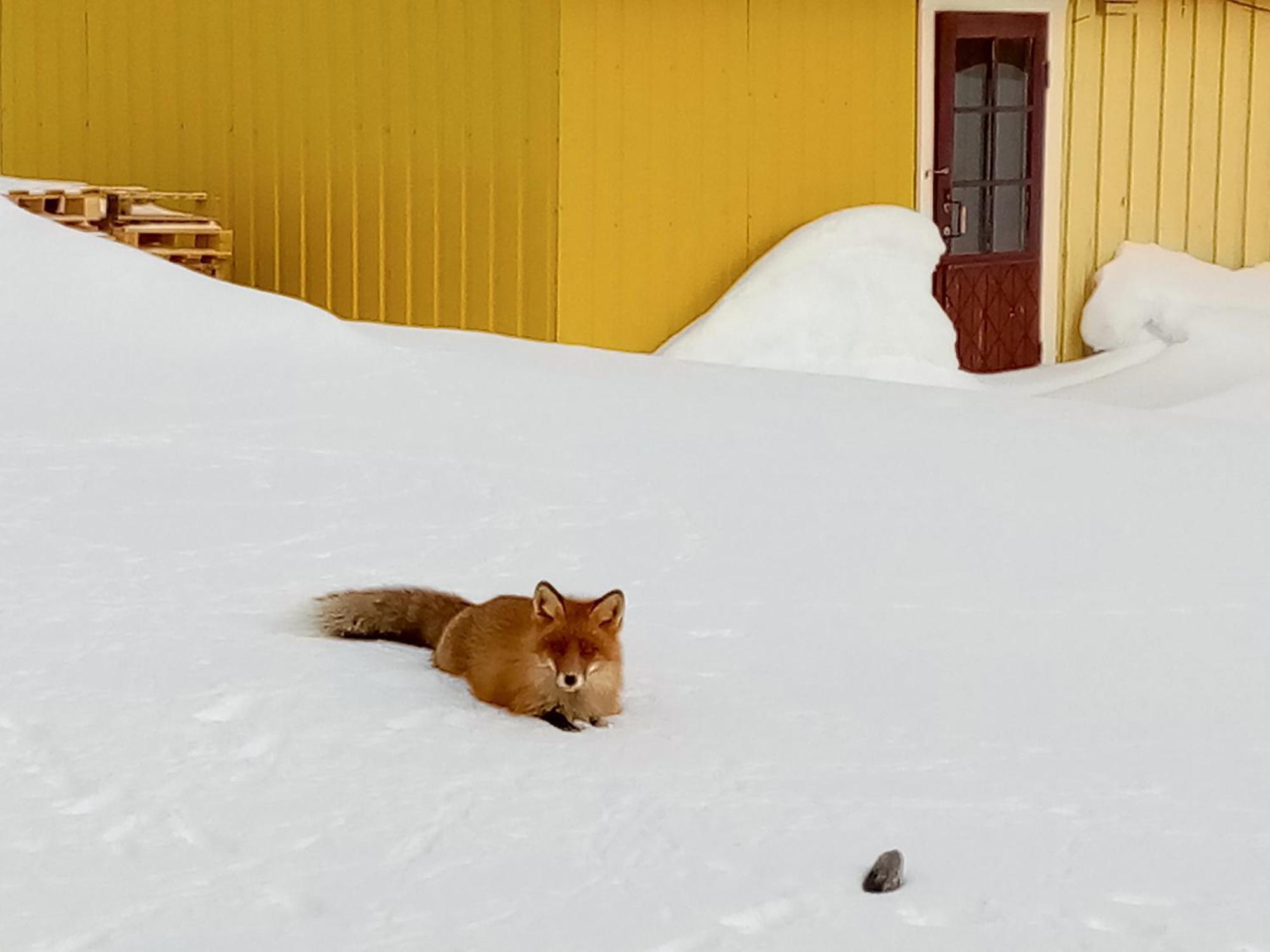 Kongsfjord Holiday Home المظهر الخارجي الصورة